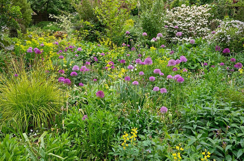 Ornamental Onions - Alliums in Garden Borders