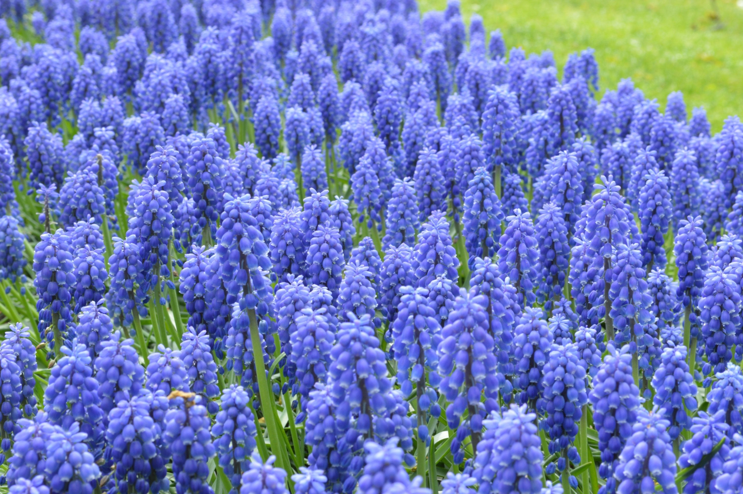 How to grow Muscari (Grape Hyacinths) | DutchGrown™