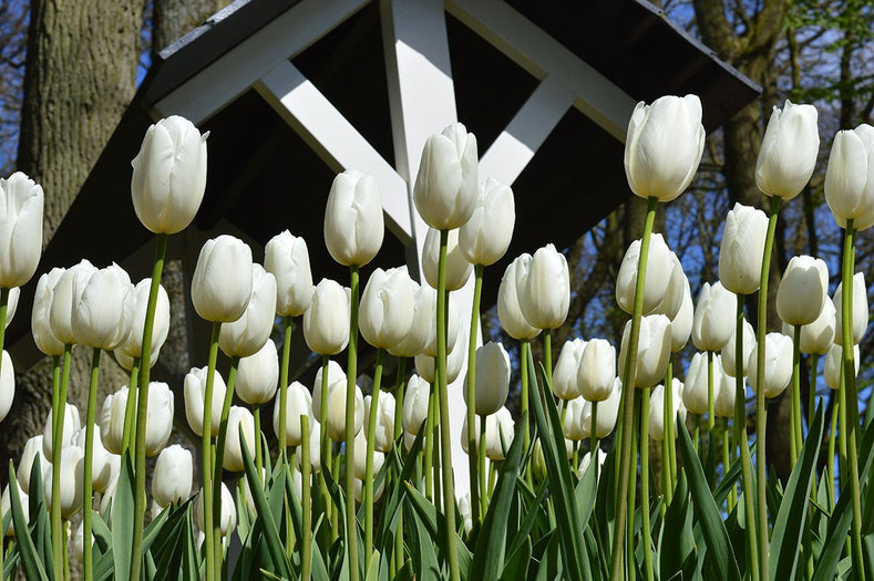 Tall Tulips