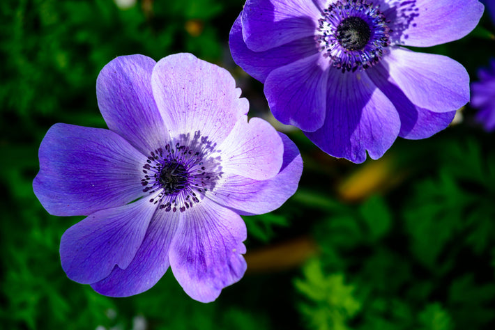 Plantinstructies: Hoe Plant Je Anemonen Bollen