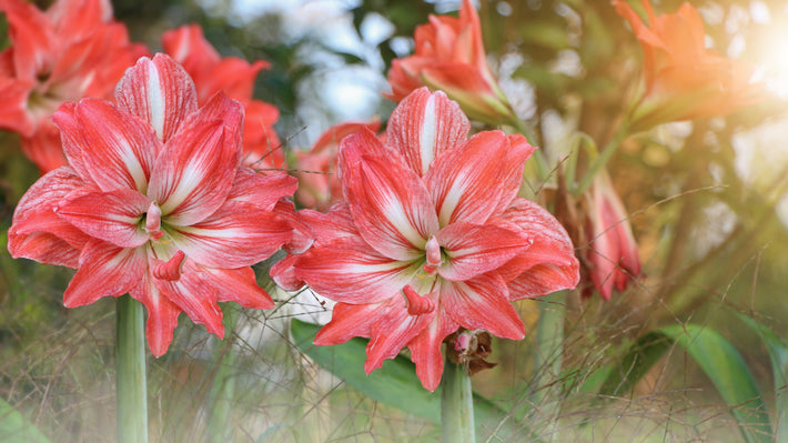 Plantinstructies: Hoe Plant Je Amaryllis Bollen