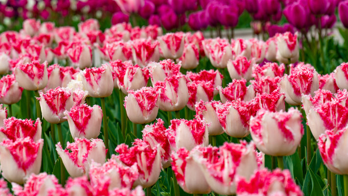 Plantinstructies: Hoe Plant Je Tulpen Bollen