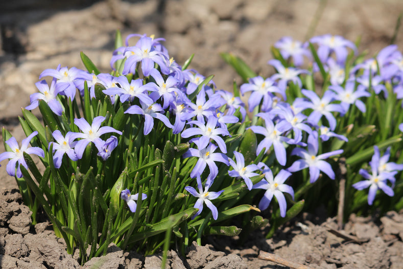 Plantinstructies: Hoe Plant Je Chionodoxa Bollen