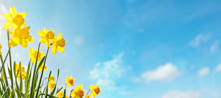 Plantinstructies: Hoe Plant Je Narcissen Bollen