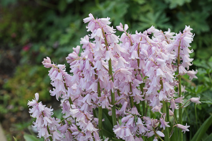 Plantinstructies: Hoe Plant Je Hyacinthoides (Spaanse Nachtegalen) Bollen