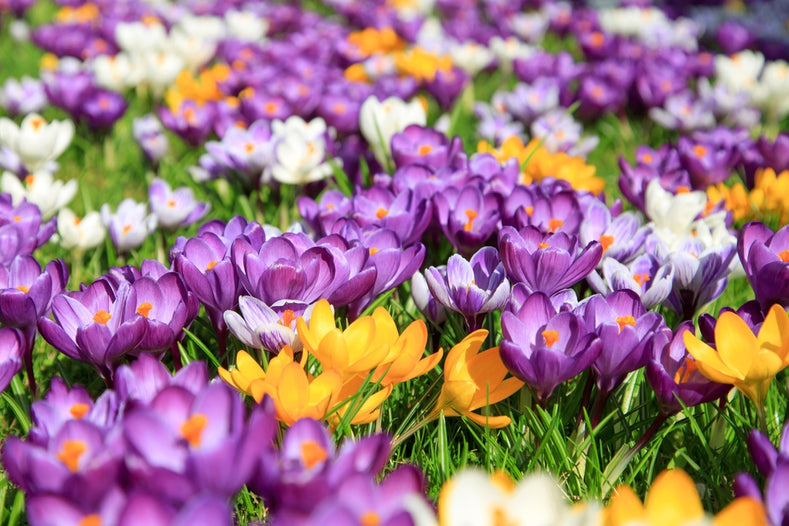 Plantinstructies: Hoe Plant Je Crocus Bollen