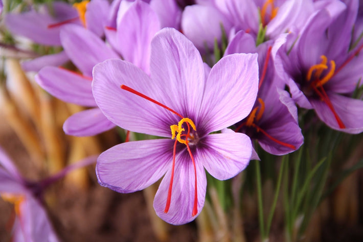 Plantinstructies: Hoe Plant Je Crocus Sativus (Saffraan Crocus) Bollen