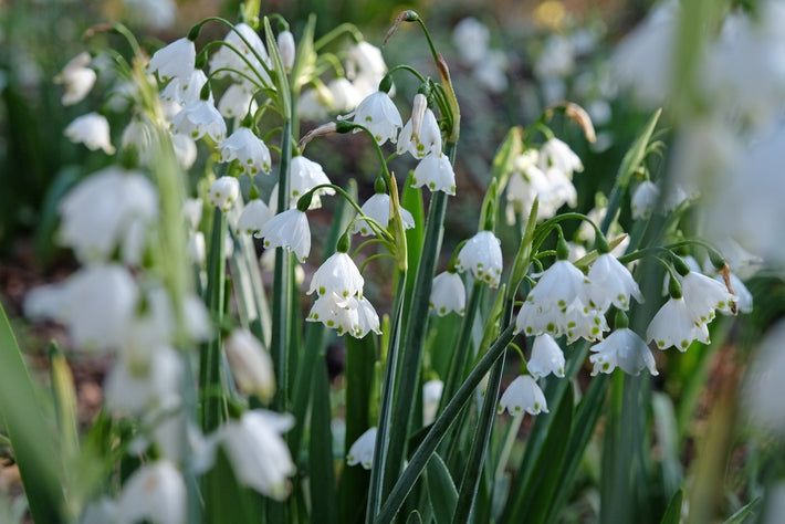 Groeigids: Hoe Leucojum Gravetye Giant (Grote Sneeuwvlok) te kweken