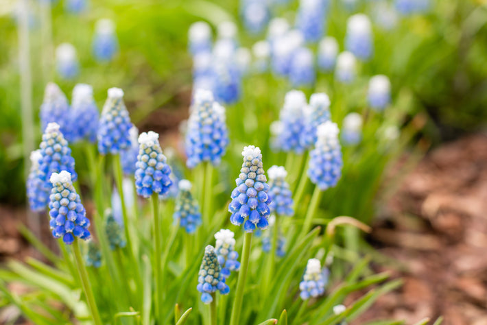 Groeigids: Hoe Muscari te kweken (Druifhyacinten)