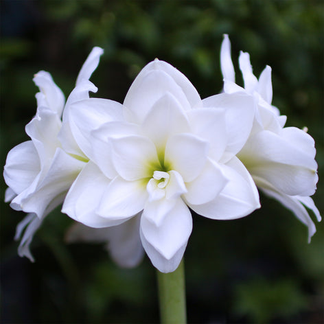 Amaryllis