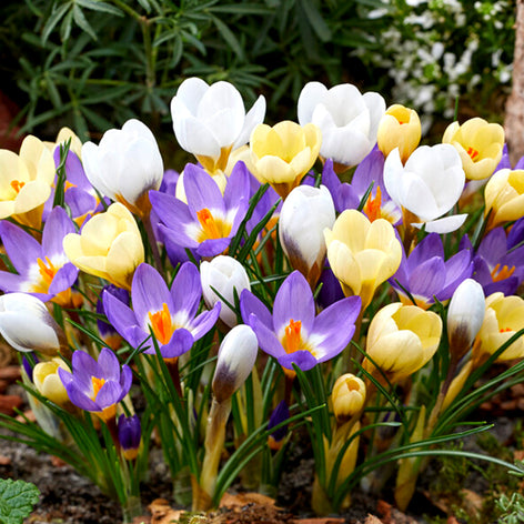 Crocus