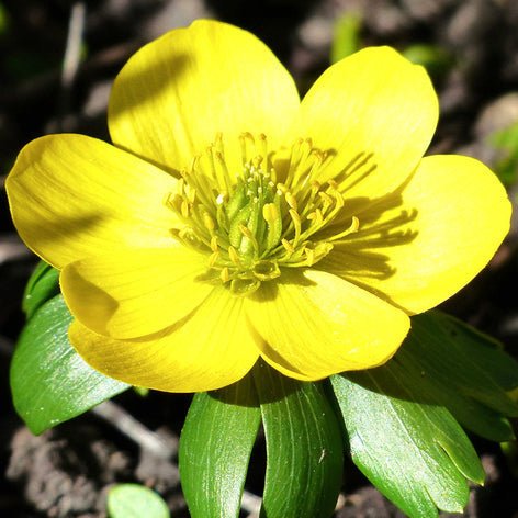 Eranthis