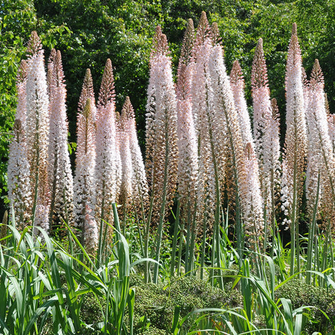 Eremurus