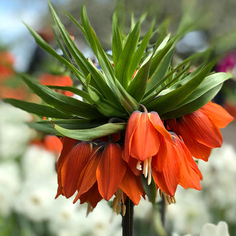 Fritillarias