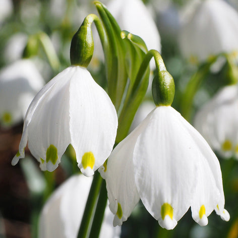 Leucojum