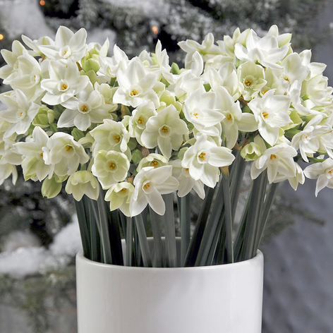 Paperwhites