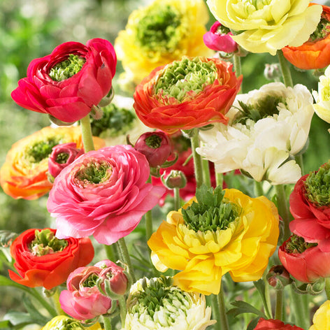 Ranonkels (Ranunculus) bollen