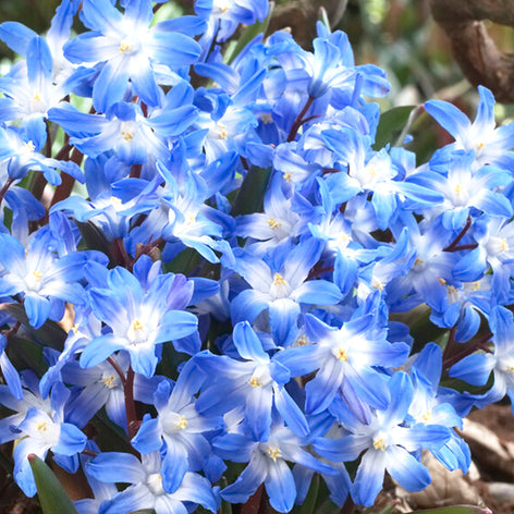 Chionodoxa