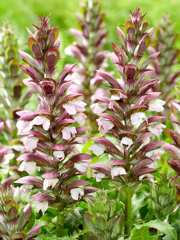 Acanthus hungaricus 'White Lips' vaste planten