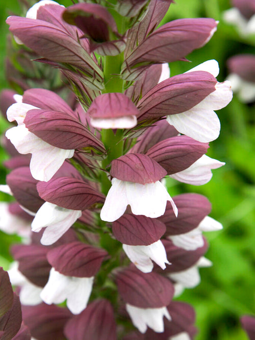 Acanthus hungaricus White Lips Hongaarse Bereklauw