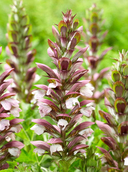 Acanthus hungaricus 'White Lips'Hongaarse Bereklauw vaste planten