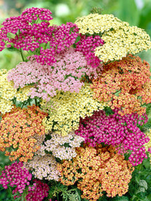 Achillea Summer Pastels (Duizendblad)