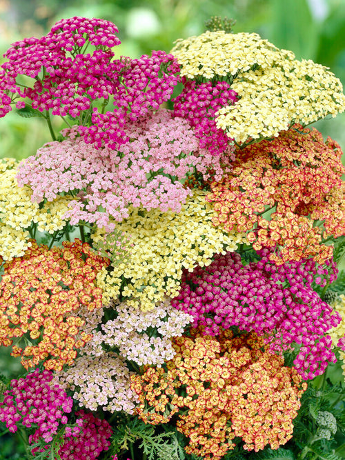 Achillea Bare Root Plants Summer Pastels