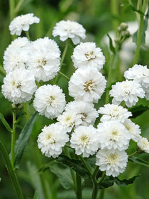 Achillea ptarmica Diadem