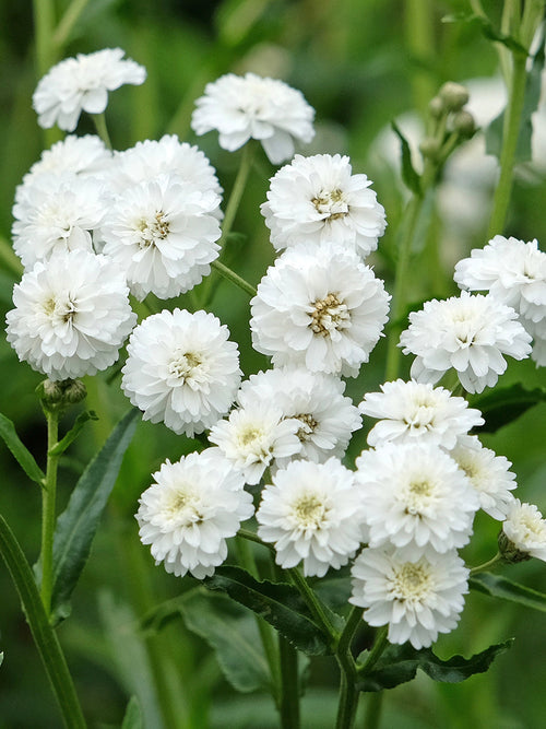 Achillea ptarmica Diadem duizendblad en Wilde bertram vaste planten