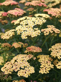 Achillea Peachy Seduction (Duizendblad)