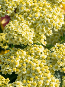 Achillea Creme de la Creme (Duizendblad)