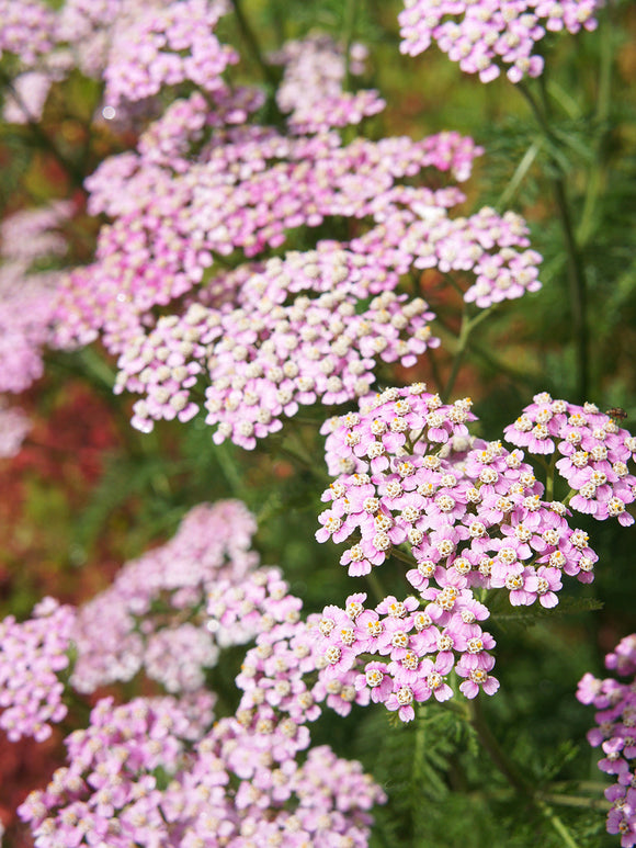 Achillea Ending Blue duizendblad vaste planten