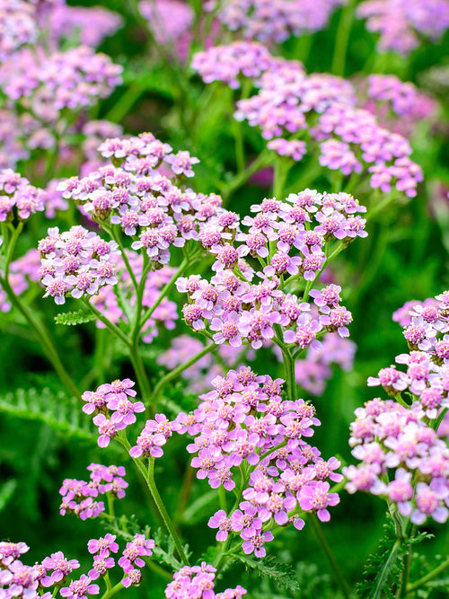 Achillea Ending Blue duizendblad