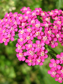 Achillea Lightning Pink (Duizendblad)