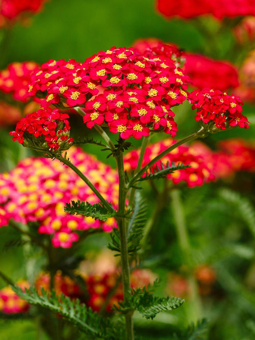 Achillea Sparkling Contrast (Duizendblad)