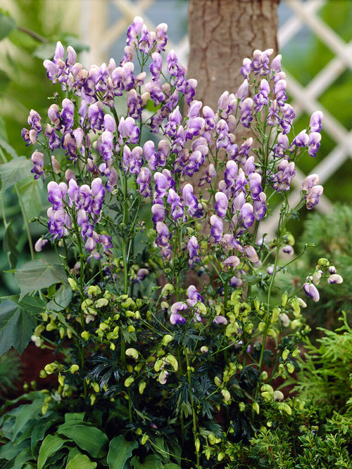 Aconitum Bicolor (Monnikskap)