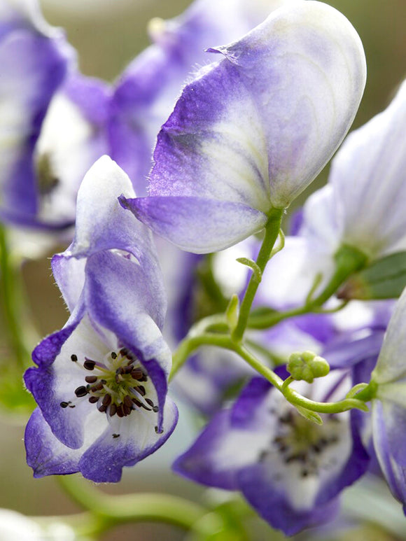 Aconitum Bicolor (Monnikskap) vaste planten bestellen