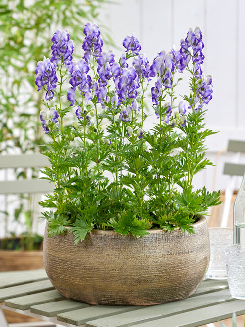 Aconitum Bicolor (Monnikskap) vaste planten