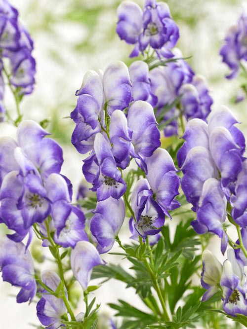 Aconitum Bicolor (Monnikskap) planten