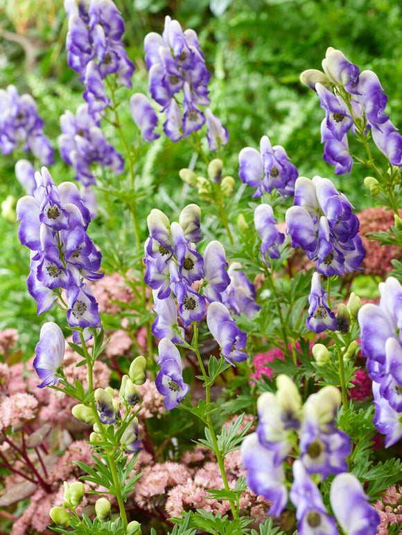 Aconitum Bicolor (Monnikskap)