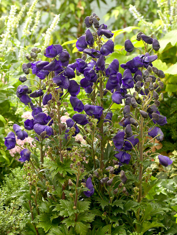 Aconitum Royal Flush monnikskap vaste planten