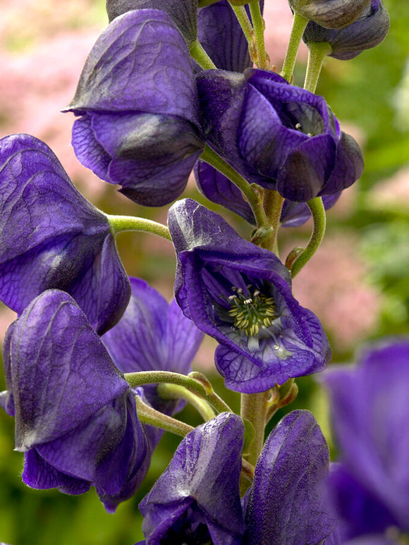 Aconitum Royal Flush monnikskap vaste planten