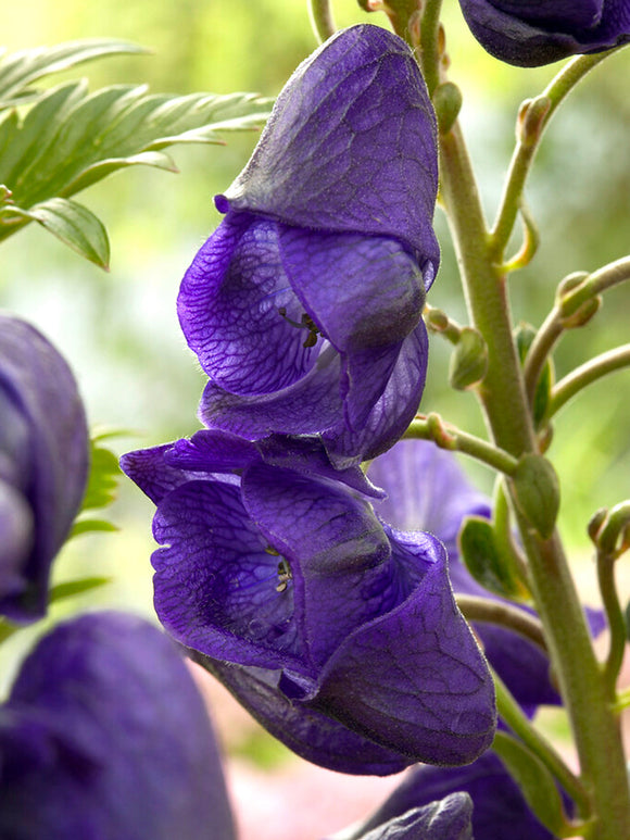 Aconitum Royal Flush monnikskap vaste planten