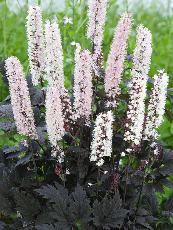 Actaea simplex Chocoholic (Zilverkaars) vaste planten