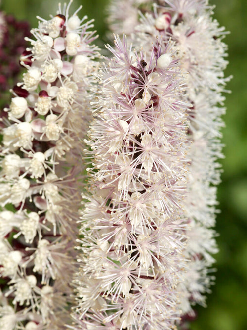 Actaea simplex Chocoholic (Zilverkaars)