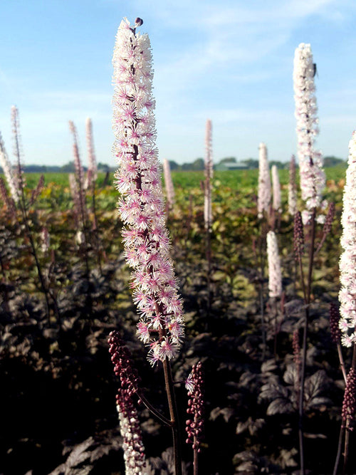 Actaea simplex Pink Spike (Zilverkaars)