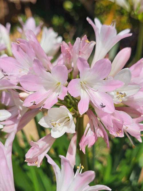 Agapanthus Blush Pink vaste planten