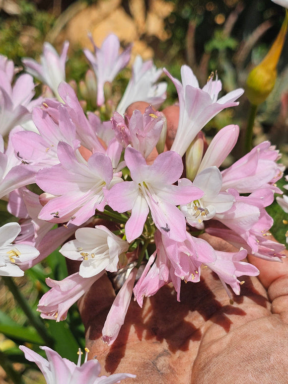 Agapanthus Blush Pink, Roze Agapanthus