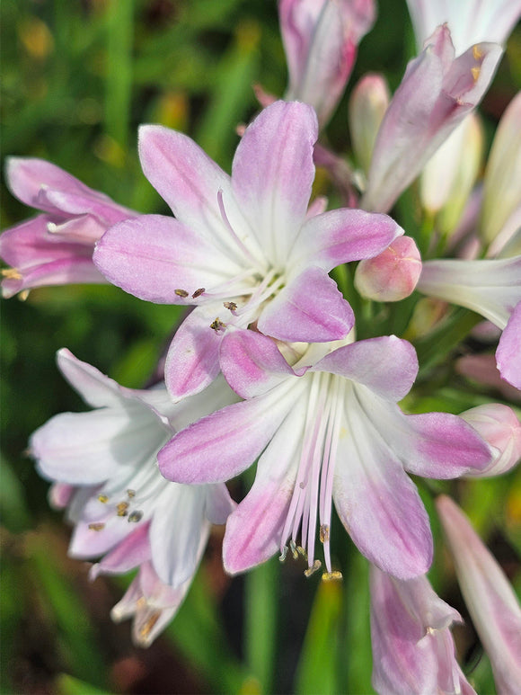 Agapanthus Blush Pink - Vaste planten kopen