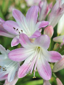 Afrikaanse lelie (Agapanthus) Blush Pink